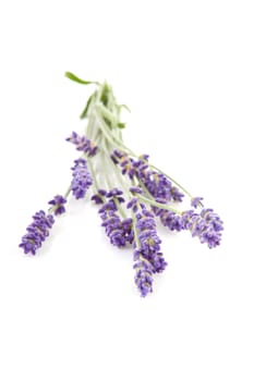 some twigs plucked lavender over white background