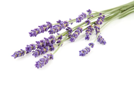 some twigs plucked lavender over white background