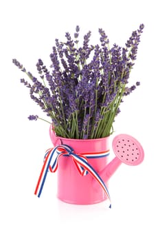 pink watering can with bouquet plucked lavender over white background