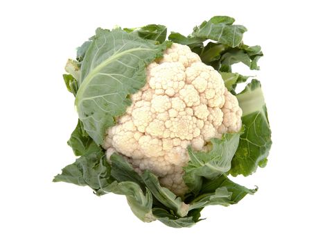 fresh Dutch cauliflower isolated on white background