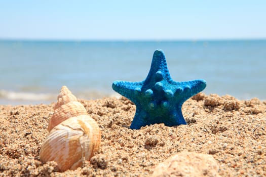 blue starfish and shell on the beach near the ocean on sunny day