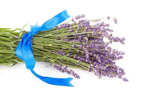 bouquet of plucked lavender with blue bow isolated on white background
