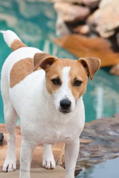 Jack Russell Terrier Dog standing near the swimming pool looking at camera.