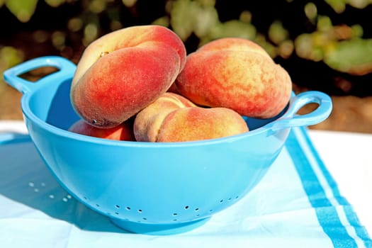 fresh peaches in blue colander standing in sunshine