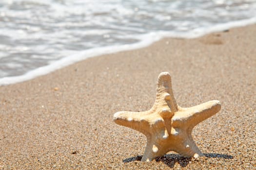 starfish standing in the sand near the sea