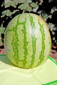 fresh water melon outside in the sunshine