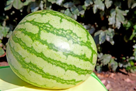 fresh water melon outside in the sunshine