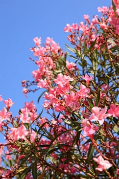 beautiful pink oleander flowers against blue sky