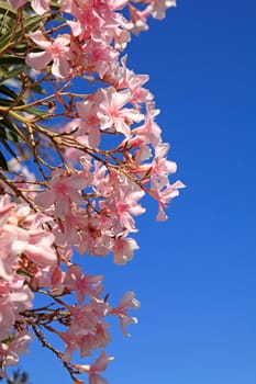 beautiful pink oleander flowers against blue sky