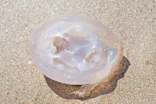 dead jellyfish in closeup on the beach