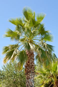 palmtree against blue sky on sunny day