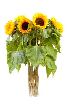 Bouquet of sunflowers in vase isolated on white background