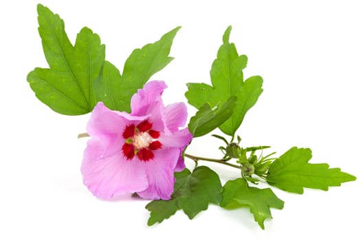 Pink Hibiscus flower on twig with buds over white background