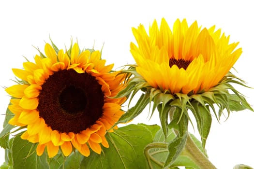 Two beautiful sunflowers in closeup isolated on white background