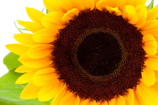 One beautiful sunflower in closeup over white background