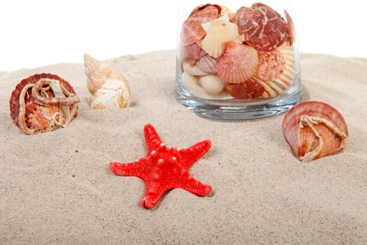red starfish and shells on sand over white background