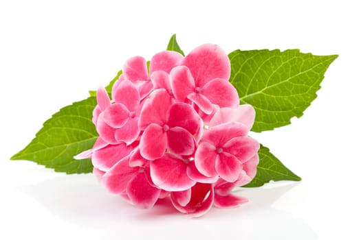 beautiful pink hydrangea flower isolated on white background