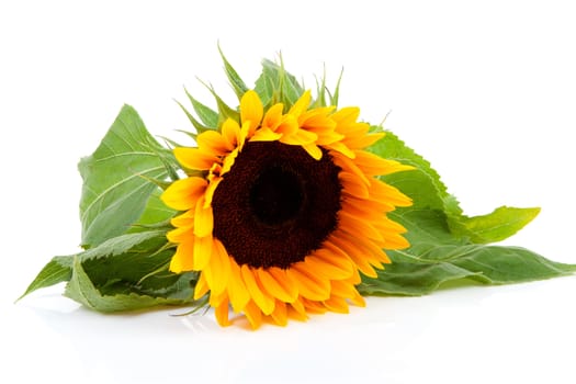 beautiful sunflower in closeup over white background