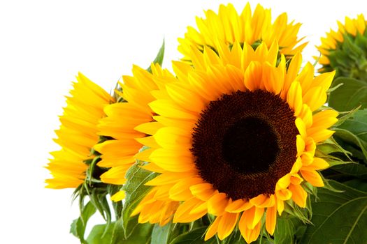 beautiful sunflowers in closeup over white background