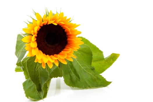beautiful sunflower in closeup over white background