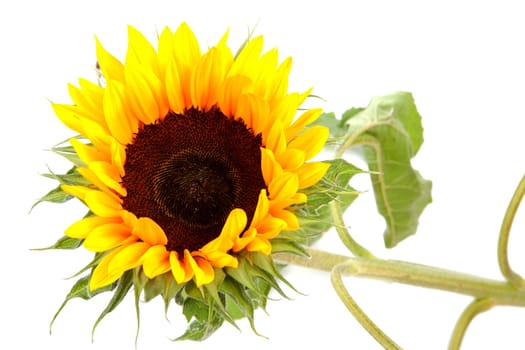 sunflower in closeup over white background