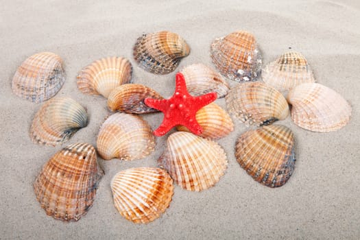 background of beach with shells and red starfish