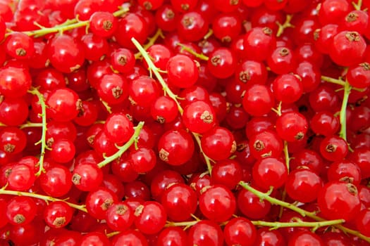 background of red berries in closeup