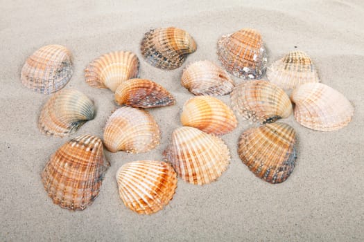 background of beach with shells 