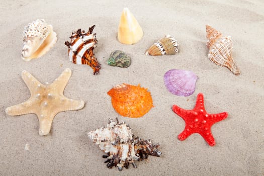 beautiful colorful shells in sand on the beach