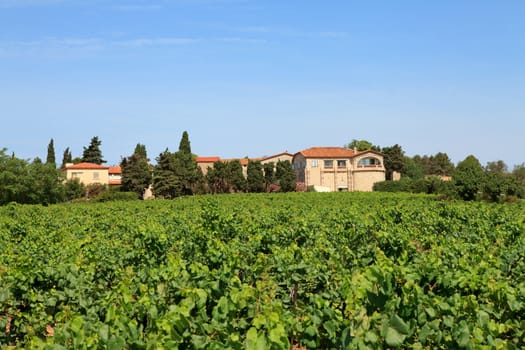 Vineyard with beautiful house in the south of France