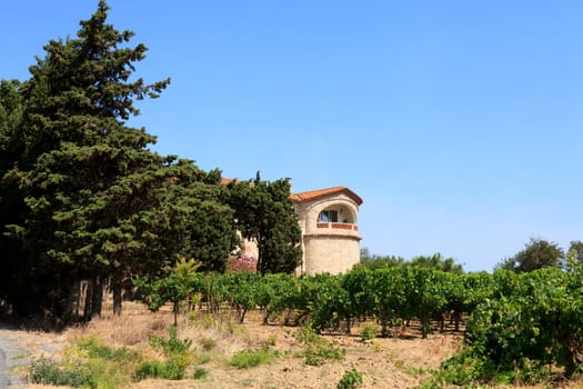Vineyard with beautiful house in the south of France