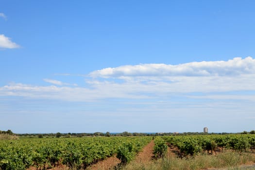 Vineyard with beautiful sky and clouds in the south of France
