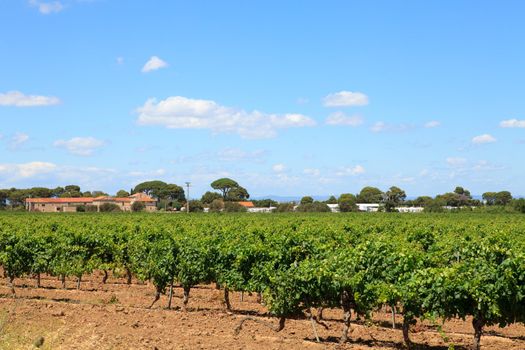 Vineyard with beautiful sky and clouds in the south of France