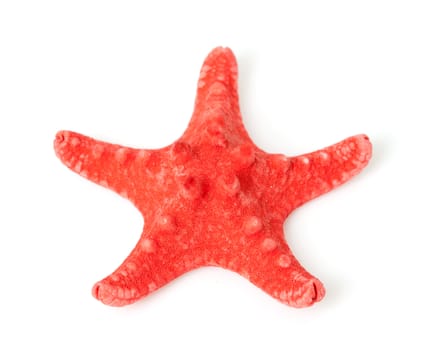 red starfish in closeup isolated on white background