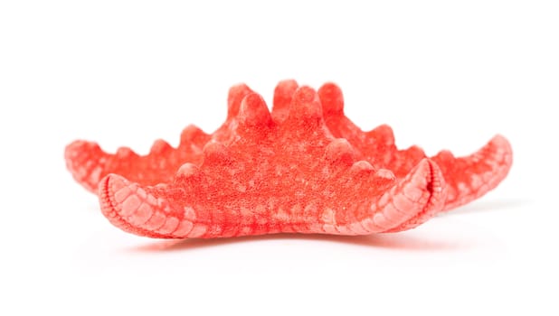 red starfish in closeup isolated on white background