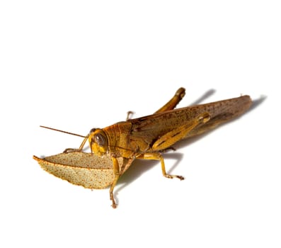 brown grasshopper in closeup with leaf over white background