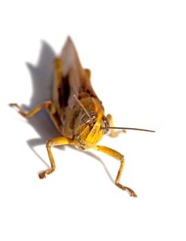 brown grasshopper in closeup  over white background