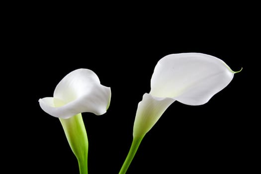 Beautiful white Calla lilies over black background