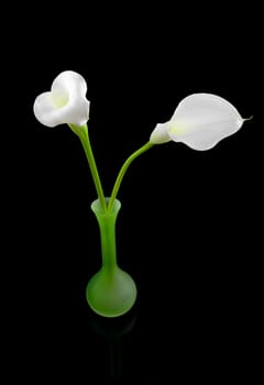 Beautiful white Calla lilies in green vase  over black background