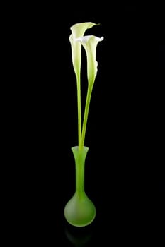 Beautiful white Calla lilies in green vase over black background