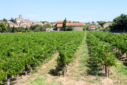 vineyard outside of Valras in the South of France