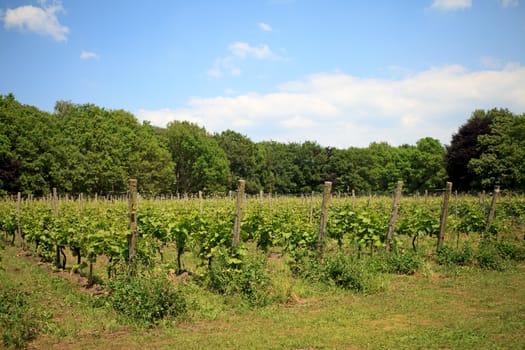 Dutch vineyard near Nijkerk