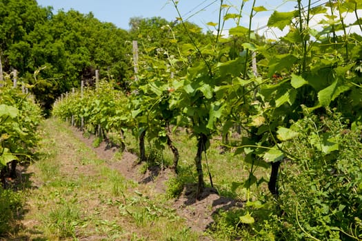 Dutch vineyard near Nijkerk