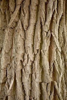 trunk of a tree in closeup can be used as background