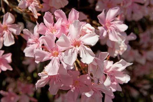 beautiful pink oleander flower in closeup