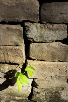 Plant little tree on old red bricks wall background.