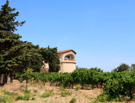 Vineyard with beautiful house in the south of France