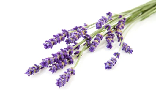 twigs lavender coming out of corner over white background