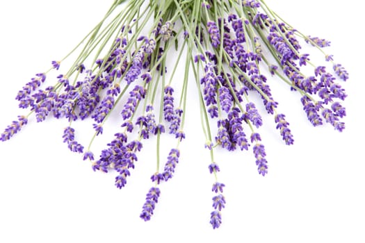 bouquet of lavender flowers over white background