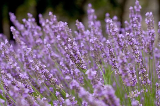 closeup of lavender flowers in nature